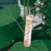 Plant Labels